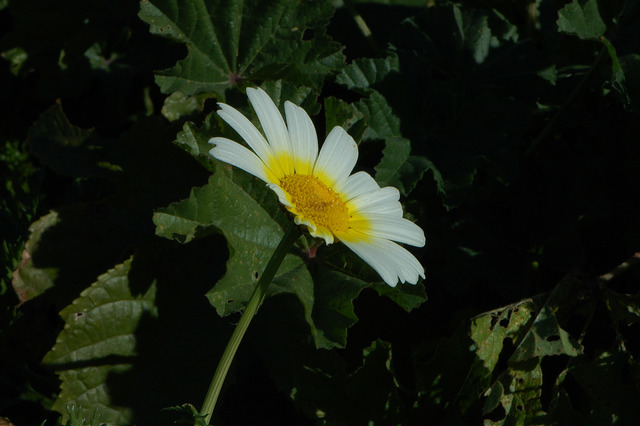 Chrysanthème à couronnes