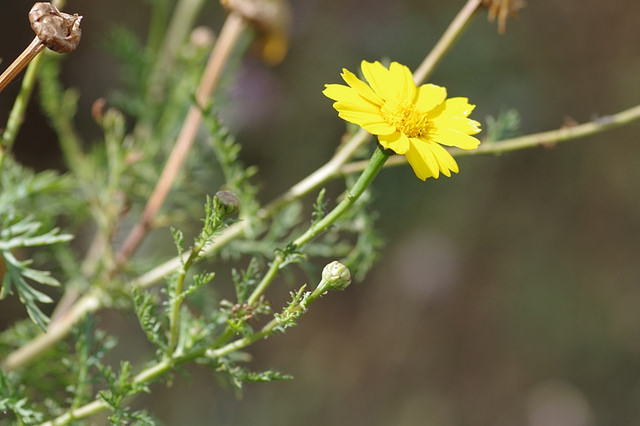 Chrysanthème à couronnes