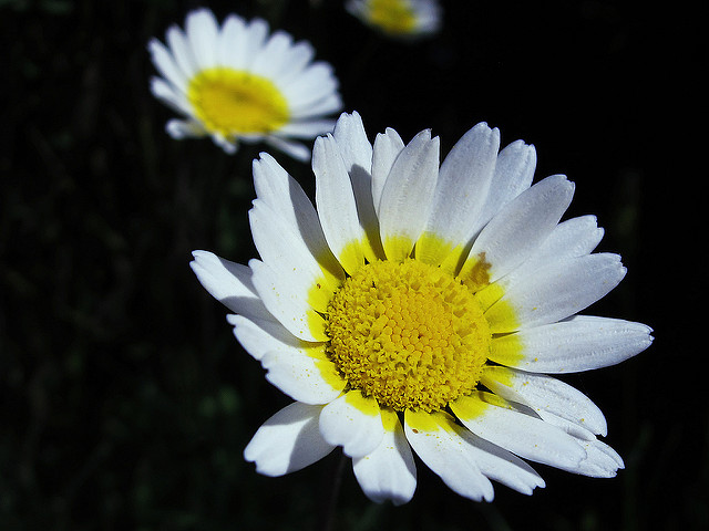 Chrysanthème à couronnes (Glebionis coronaria)