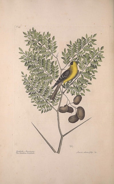 Gleditsia aquatica