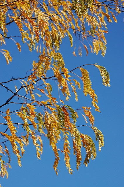 Gleditsia aquatica
