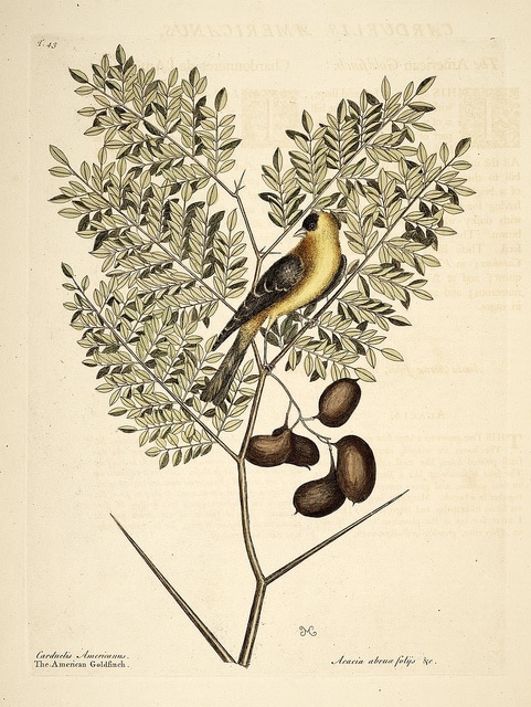 Gleditsia aquatica