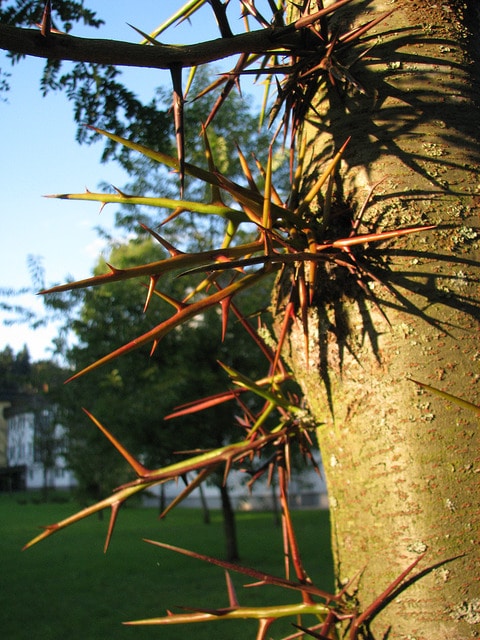 Gleditsia caspica (Gleditsia caspica)