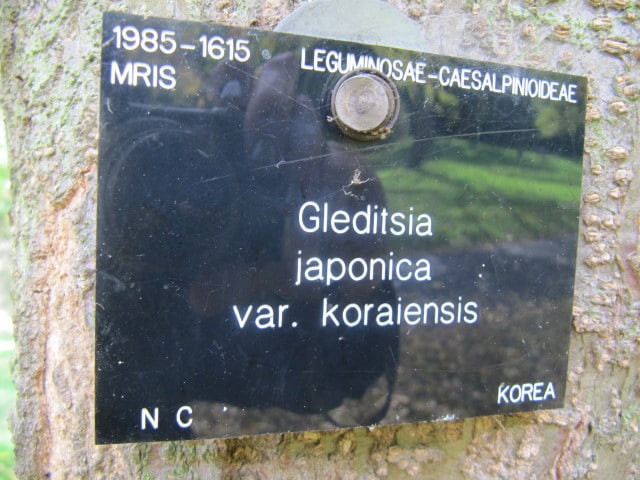 Gleditsia japonica