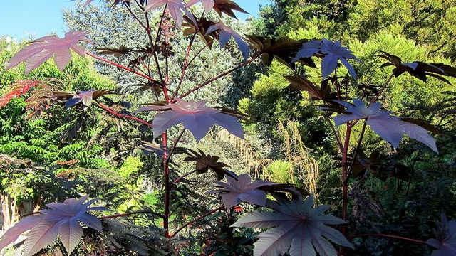 Gleditsia japonica (Gleditsia japonica)