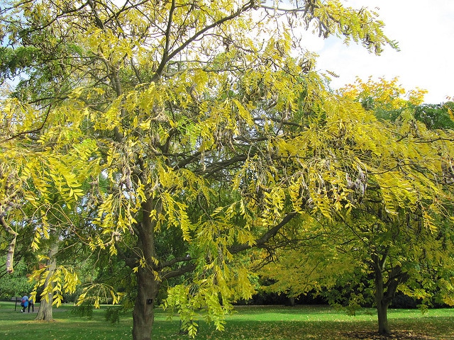 Gleditsia koraiensis