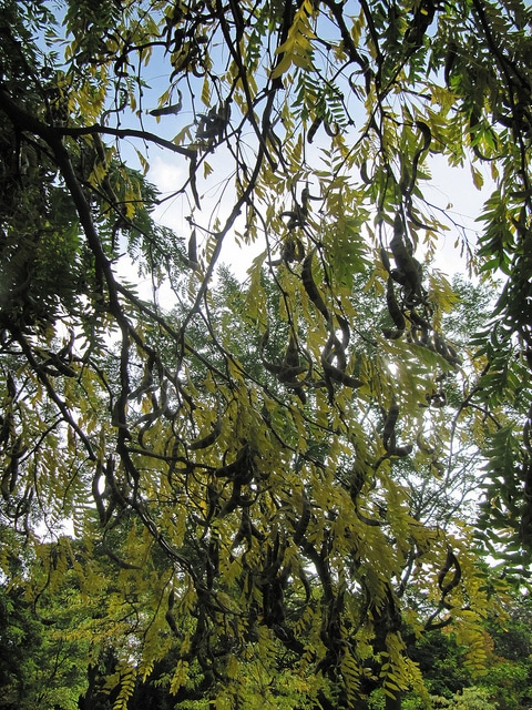 Gleditsia koraiensis