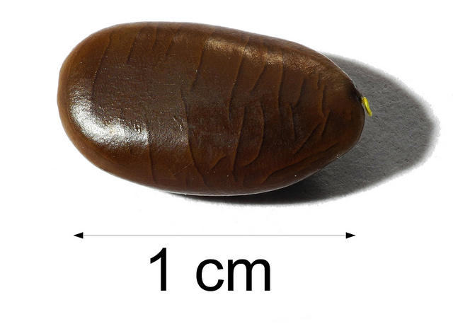 Févier d’amérique