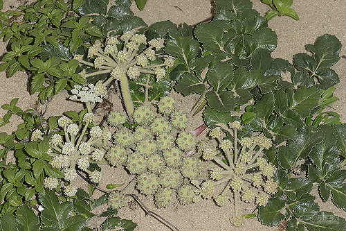Glehnia littoralis