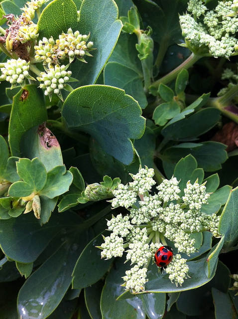 Glehnia littoralis