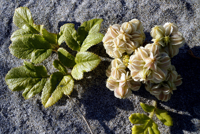 Glehnia littoralis