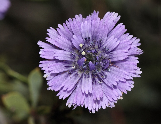 Globulaire buissonnante (Globularia alypum)