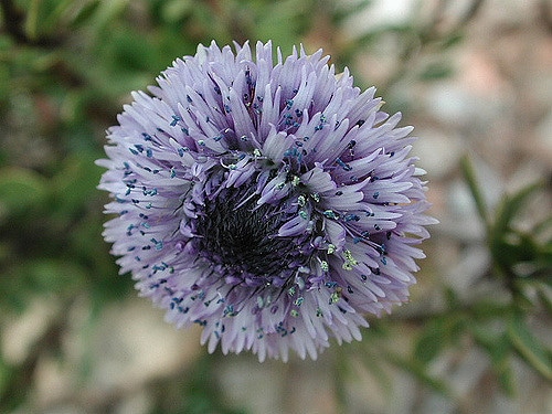 Globulaire buissonnante