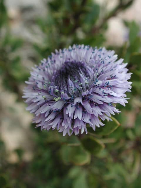 Globulaire buissonnante