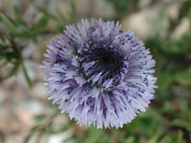 Globulaire buissonnante