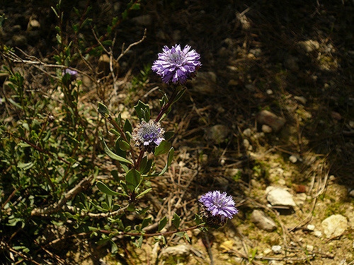 Globulaire buissonnante