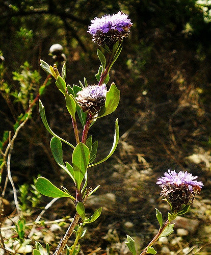 Globulaire buissonnante