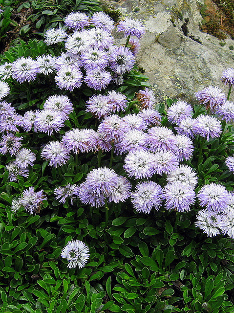 Globulaire à feuilles en cœur (Globularia cordifolia)