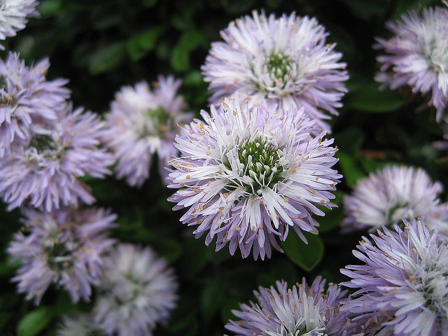 Globulaire à feuilles en cœur