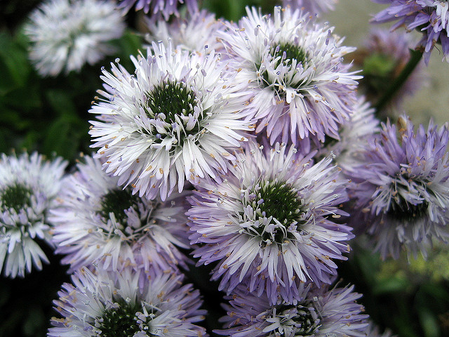 Globulaire à feuilles en cœur
