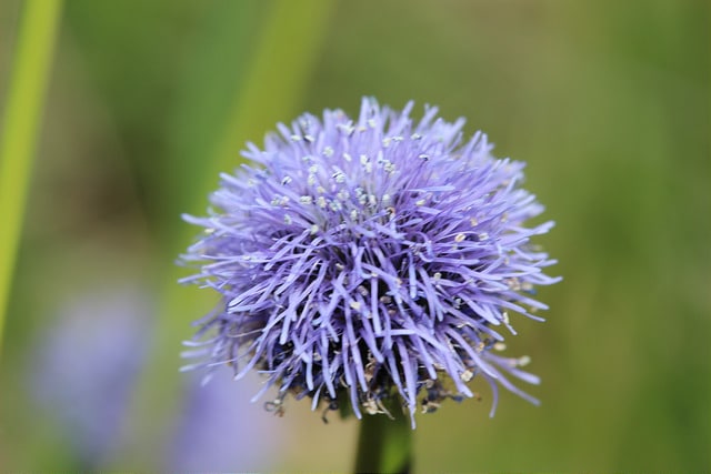 Globulaire allongée (Globularia punctata)