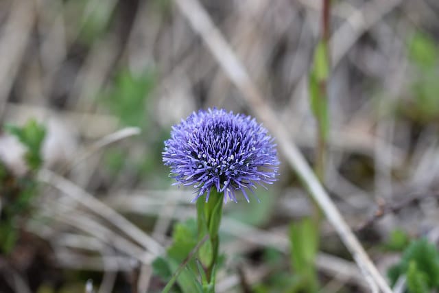 Globulaire allongée