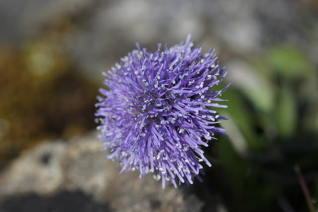 Globulaire allongée