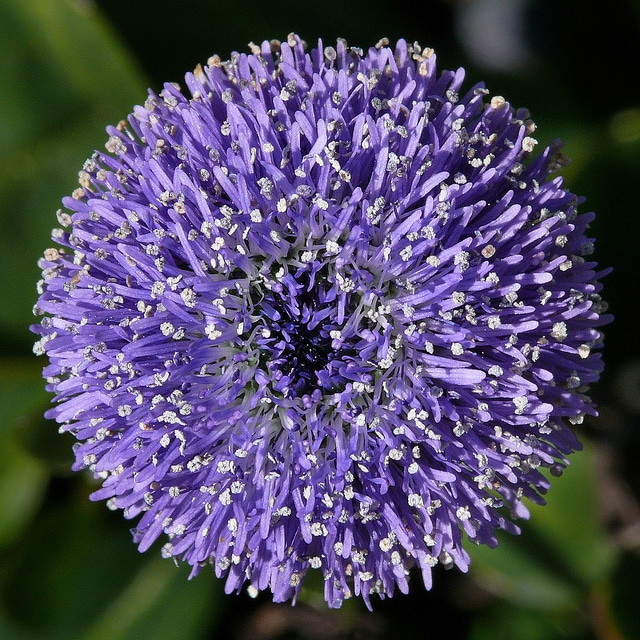Globulaire allongée
