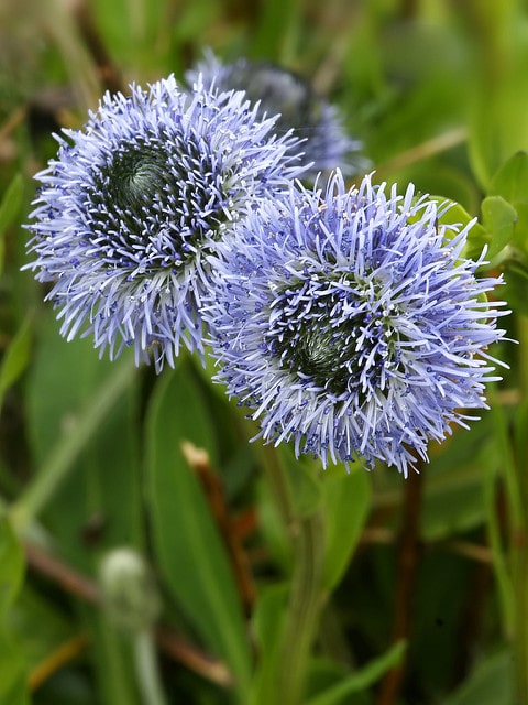 Globulaire allongée