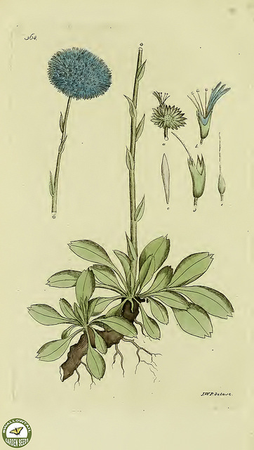 Globulaire commune (Globularia vulgaris)