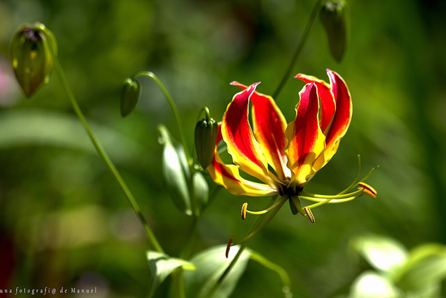 Lis de malabar (Gloriosa superba)