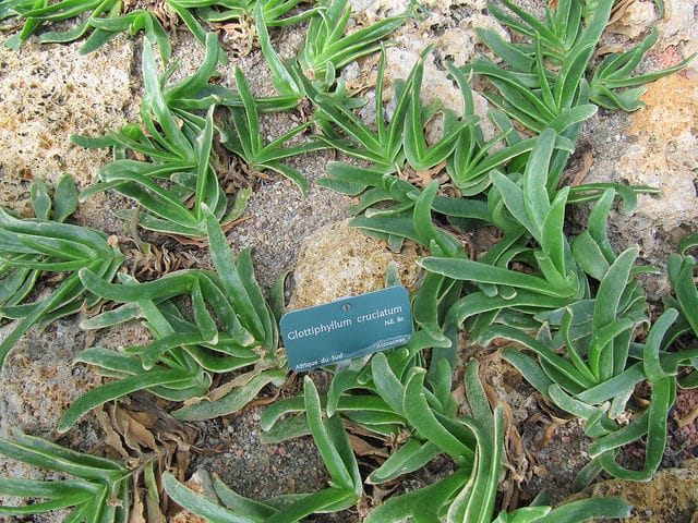 Glottiphyllum cruciatum (Glottiphyllum cruciatum)