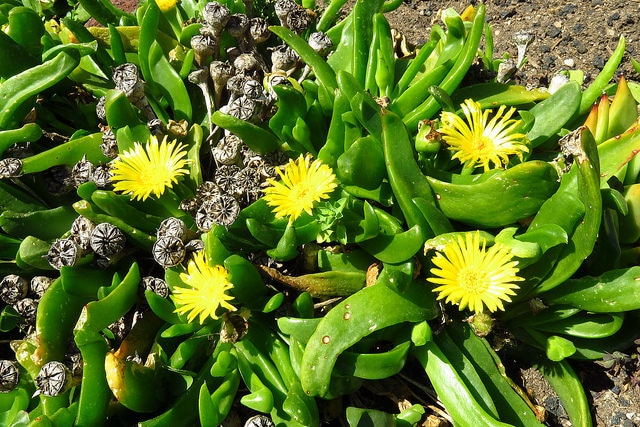 Glottiphyllum linguiforme
