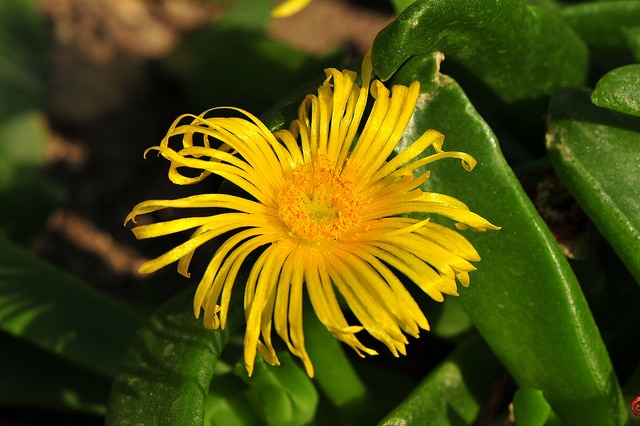 Glottiphyllum linguiforme