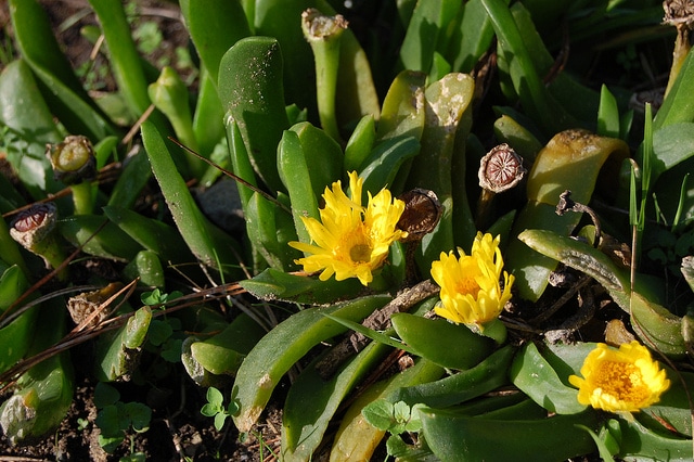 Glottiphyllum linguiforme (Glottiphyllum linguiforme)