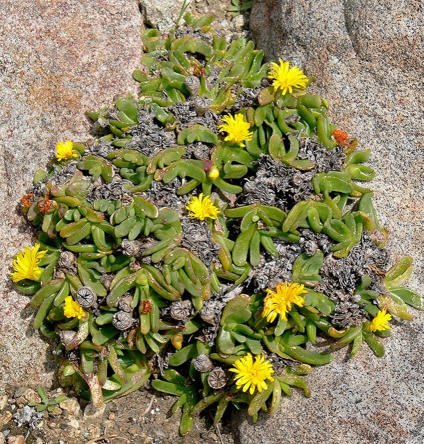 Glottiphyllum longum