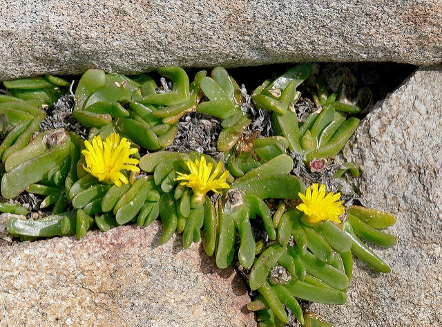 Glottiphyllum longum