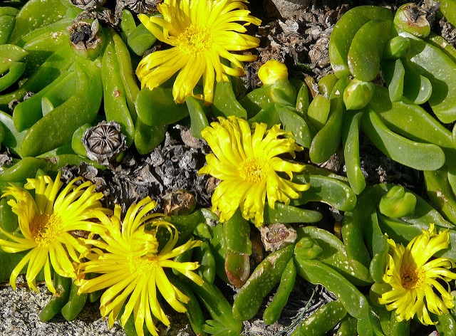 Glottiphyllum longum (Glottiphyllum longum)
