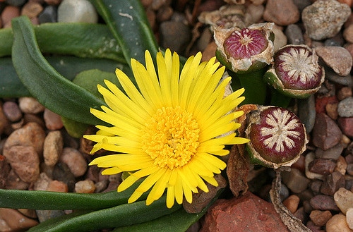 Glottiphyllum nelii