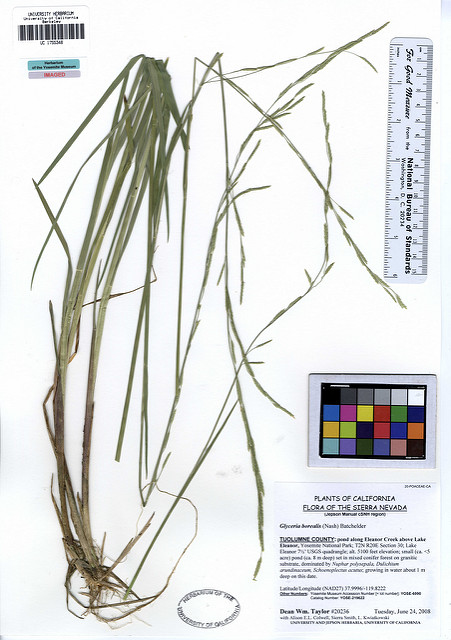 Glyceria borealis