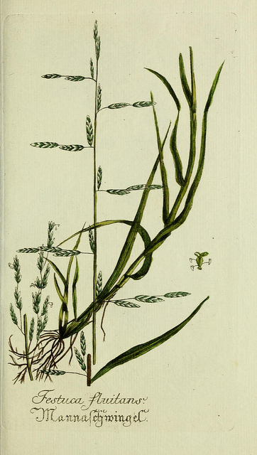 Glycérie flottante (Glyceria fluitans)