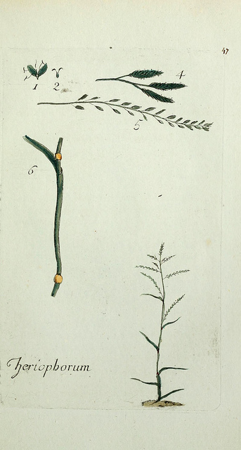 Glycérie flottante