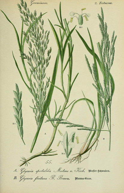 Glycérie flottante