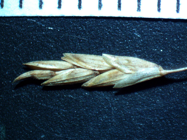 Glycérie aquatique (Glyceria maxima)