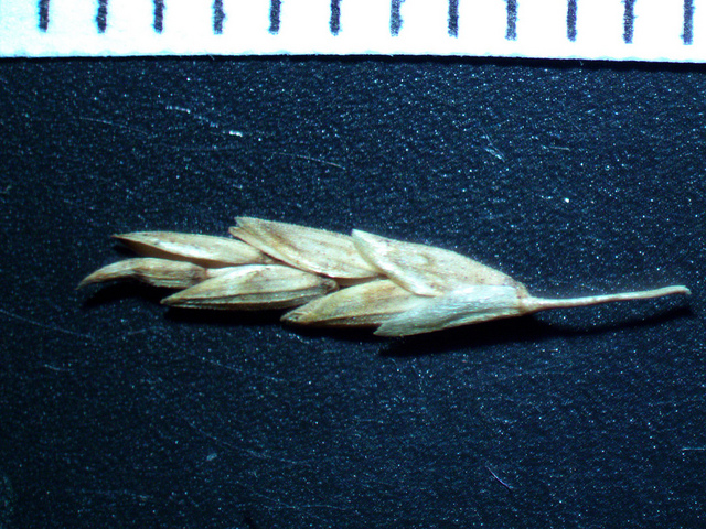 Glycérie aquatique