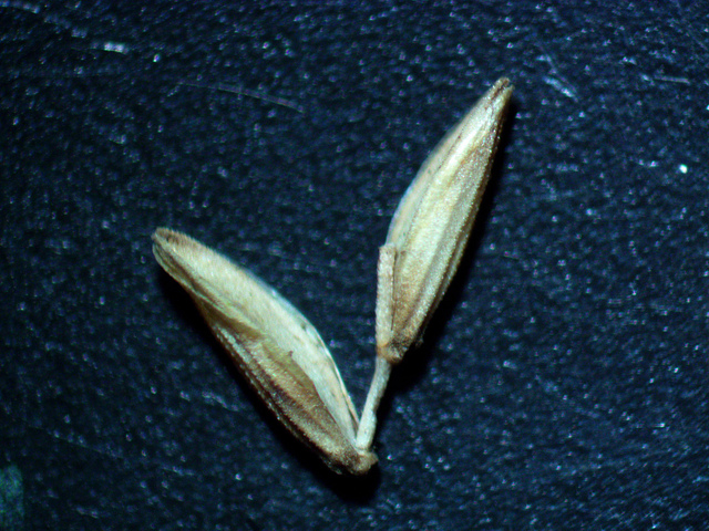 Glycérie aquatique