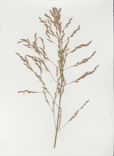Glycérie aquatique