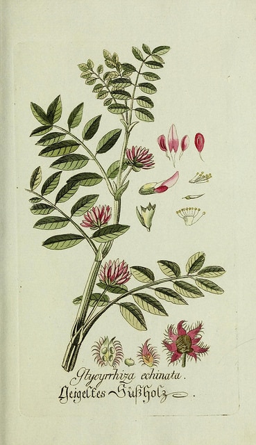 Glycyrrhiza echinata (Glycyrrhiza echinata)