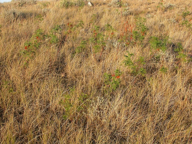 Glycyrrhiza lepidota