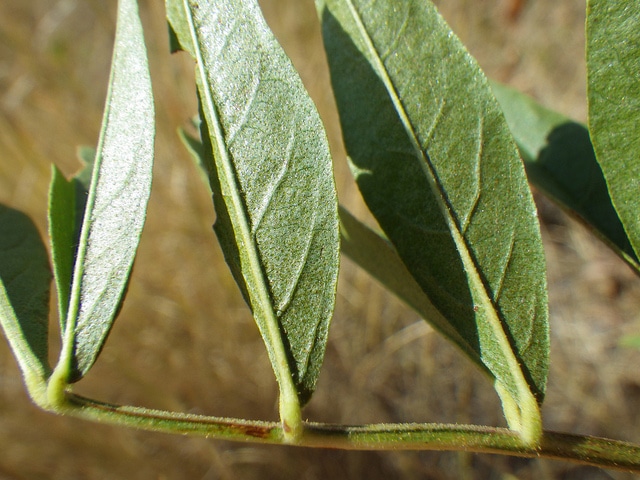 Glycyrrhiza lepidota
